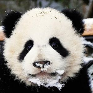 Meet your Posher, Maya