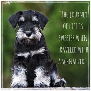 ✨My Schnauzers Are The Best✨