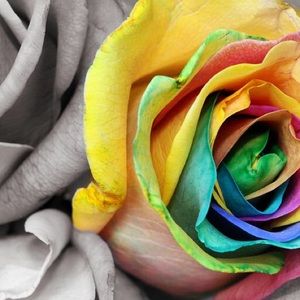 Meet your Posher, Bella