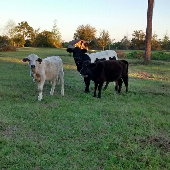 Meet your Posher, Rachel - Picture 2 of 2