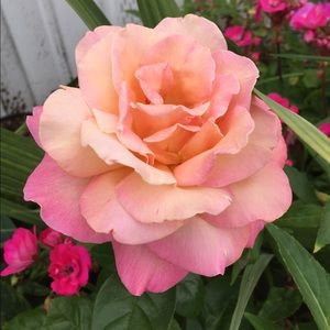 Meet your Posher, Monica