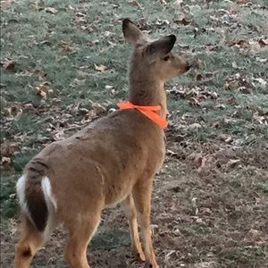 Meet your Posher, Renae