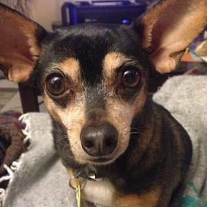 Meet your Posher, Patty