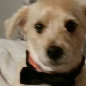 Meet your Posher, Janice