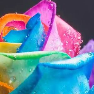 Meet your Posher, Joyce