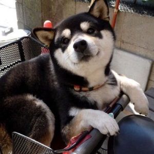 Meet your Posher, Joy