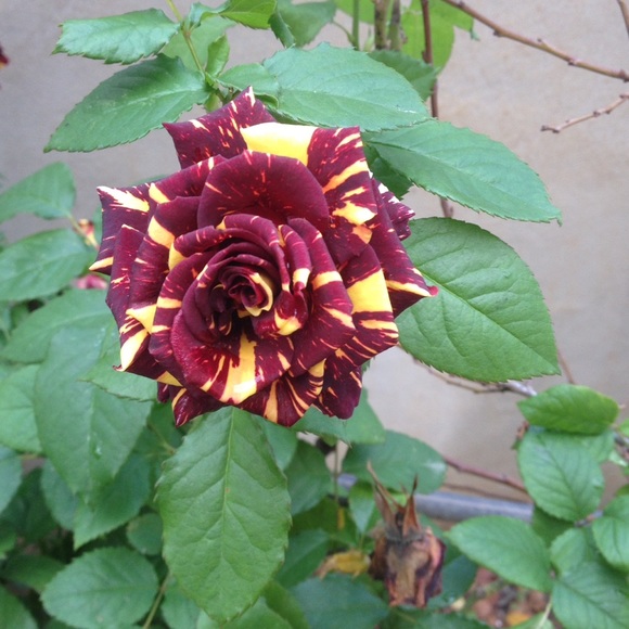 Meet your Posher, Mahmoud - Picture 1 of 1