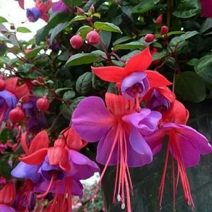 Meet your Posher, Karrie