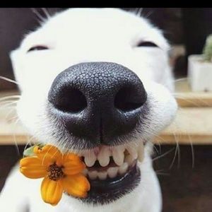 Meet your Posher, Wanda