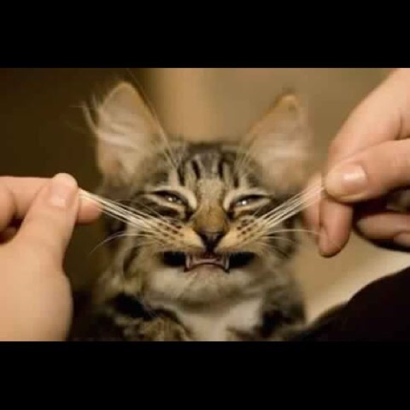 Meet your Posher, Krissy