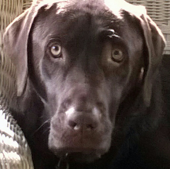 Meet your Posher, Deborah - Picture 3 of 5