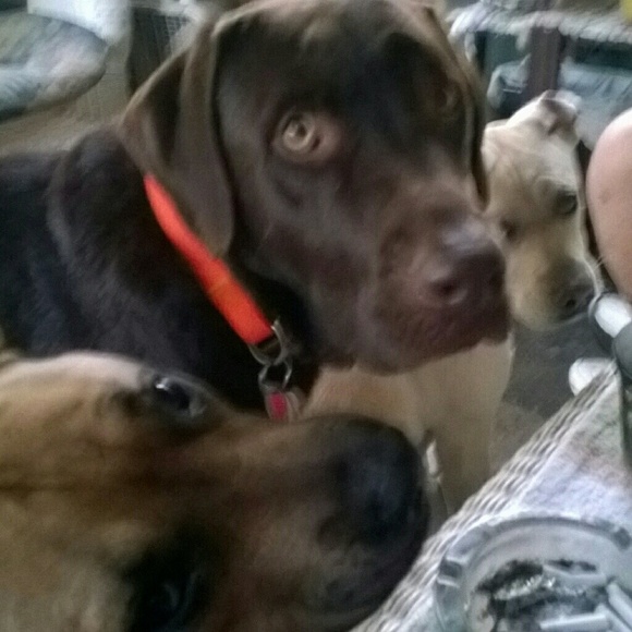 Meet your Posher, Deborah - Picture 4 of 5