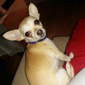 Meet your Posher, Connie