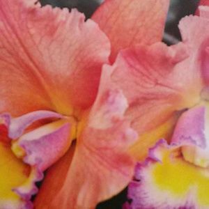 Meet your Posher, Faye