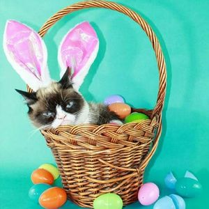 Meet your Posher, Ann