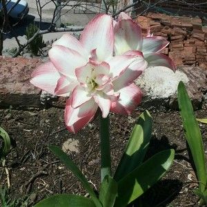 Meet your Posher, Irma