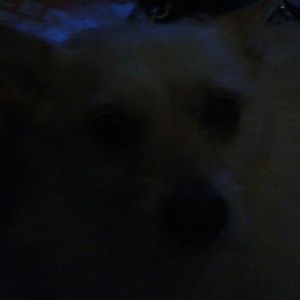 Meet your Posher, Denise