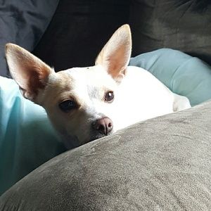 Meet your Posher, Nancy