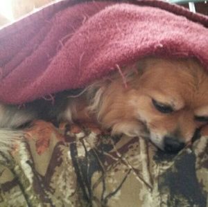 Meet your Posher, Janine