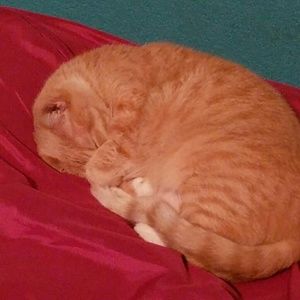 Meet your Posher, Bree