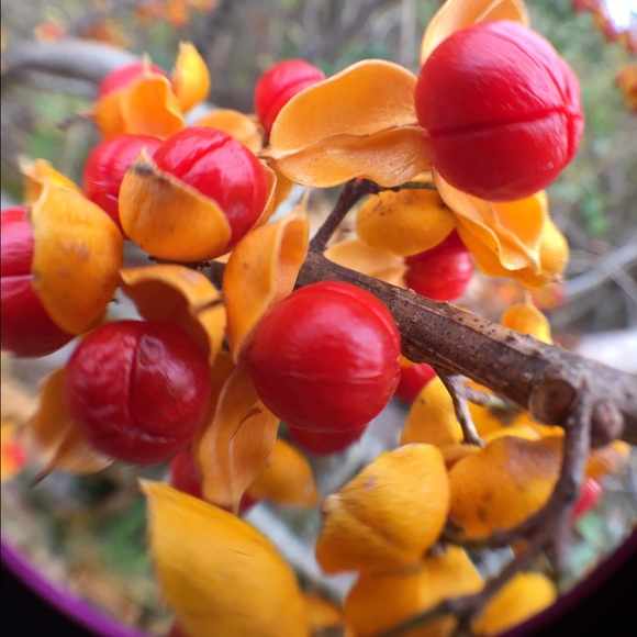 Meet your Posher, Jean - Picture 1 of 1