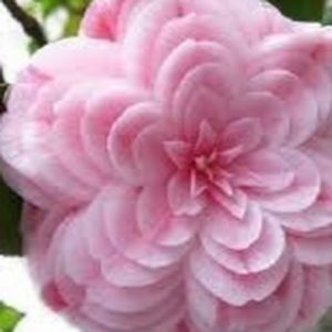 Meet your Posher, Email by