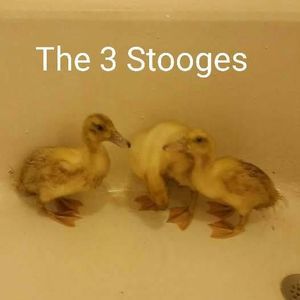 Meet your Posher, Carrie