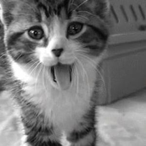 Meet your Posher, Aisha