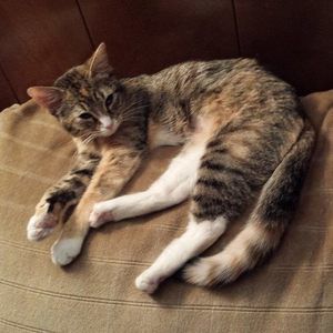 Meet your Posher, Eissirhc