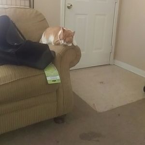 Meet your Posher, Nora