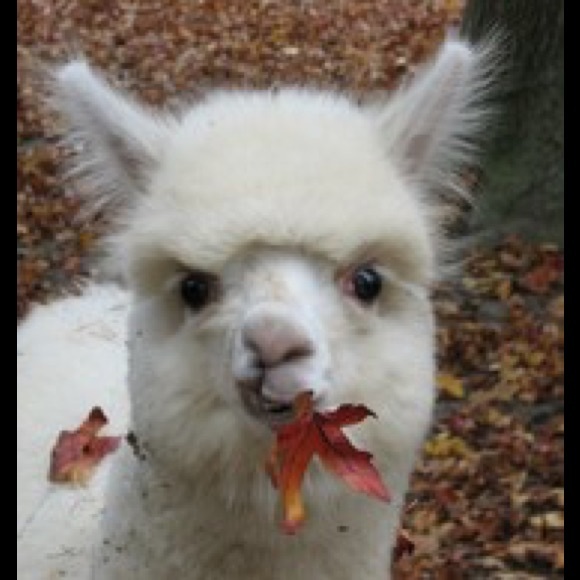 Meet your Posher - Picture 2 of 2