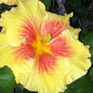 Meet your Posher, Connie