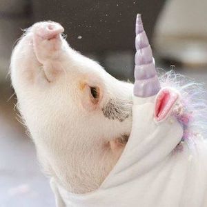 Meet your Posher, Joan