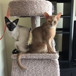 Meet your Posher, Amy