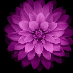 Meet your Posher, Veronica