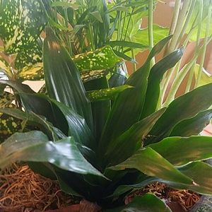 Meet your Posher, Dara