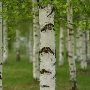 Meet your Posher, Paula