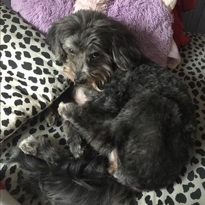 Meet your Posher, Alice