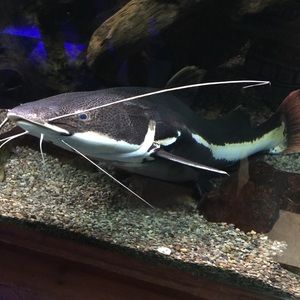 Meet your Posher, Ian