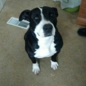 Meet your Posher, Destiny