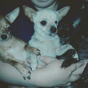 Meet your Posher, Susan