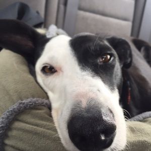 Meet your Posher, Claire