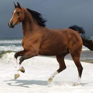 Meet your Posher, Sylvia