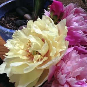 Meet your Posher, Rose