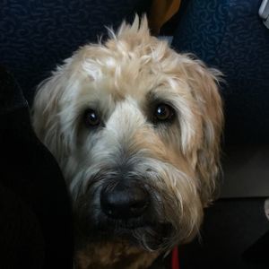 Meet your Posher, Deb