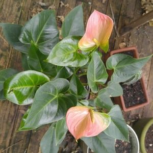 Meet your Posher, Kelli