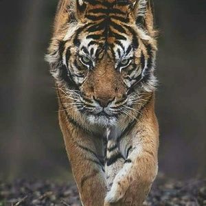 Meet your Posher, Dara