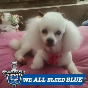 Meet your Posher, Sandy