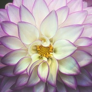 Meet your Posher, Zarya