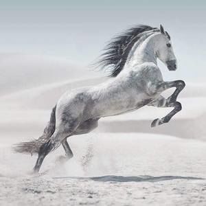 Meet your Posher, Pam